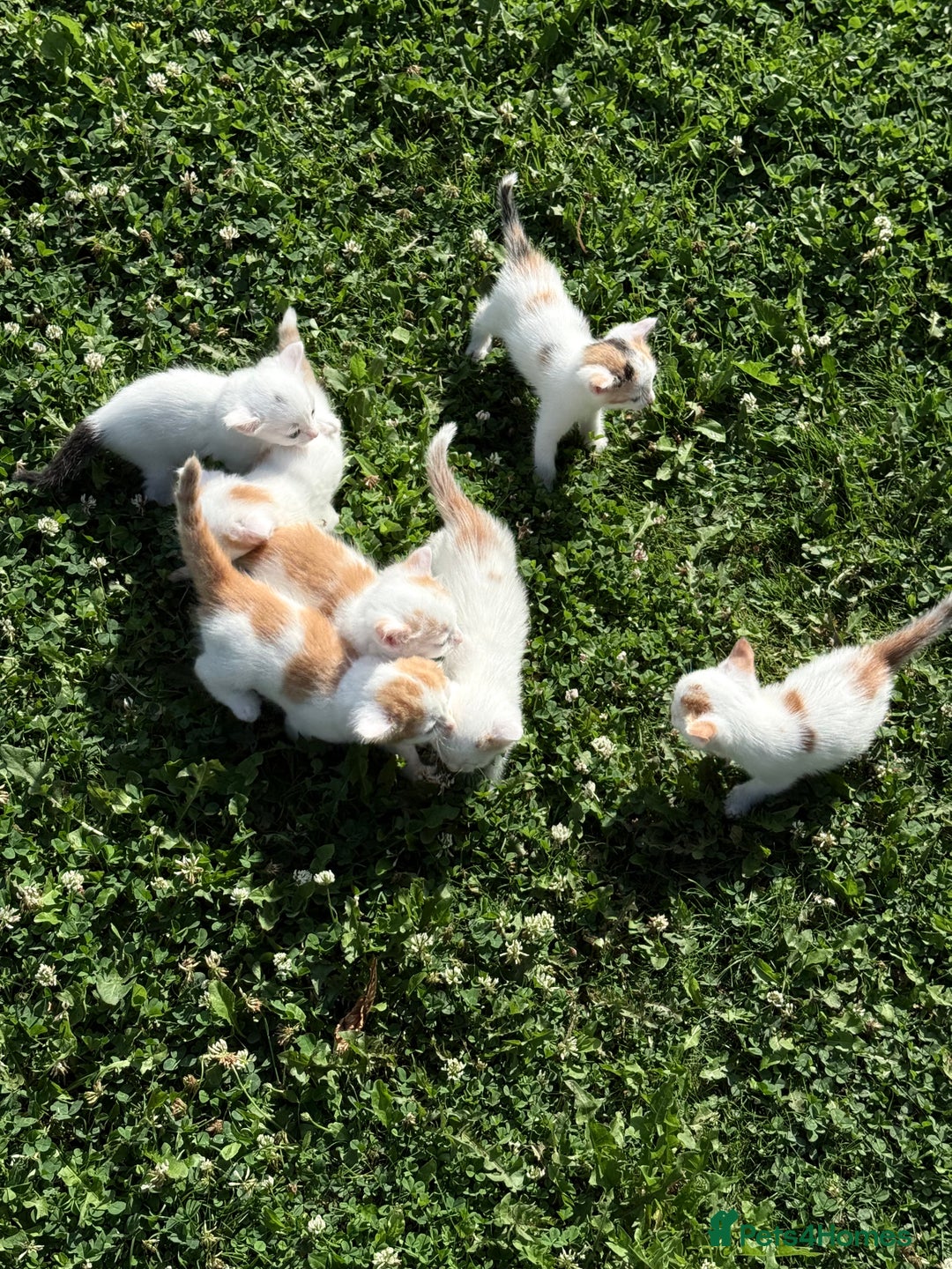 Mixed Breed cats for sale: A kitten - Image 13