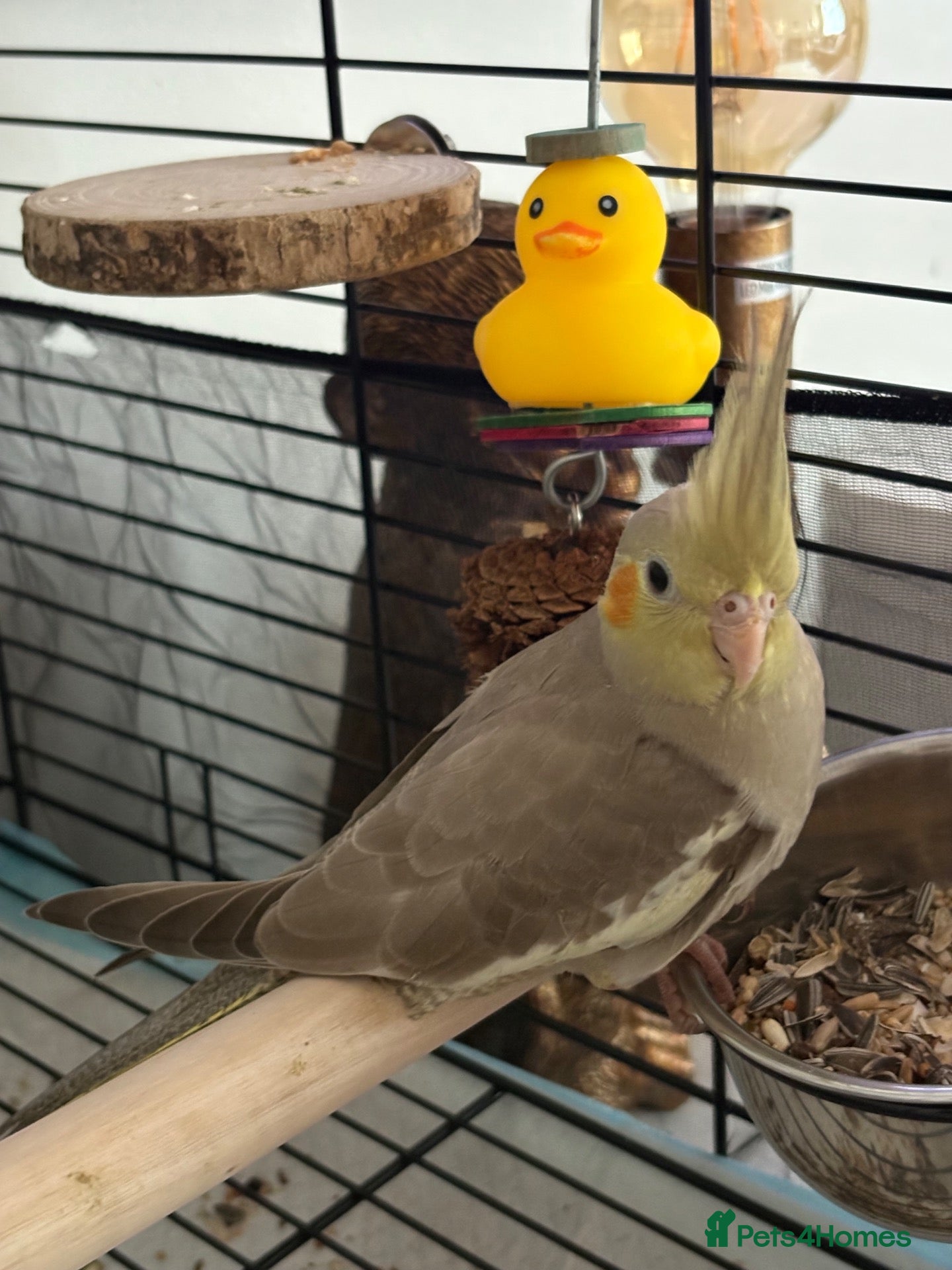 Cockatiels birds for sale: 13 week old cockatiel hand reared  - Advert 2