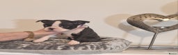 Boston Terrier dogs for sale: Boston Terrier Puppies  - Advert 31