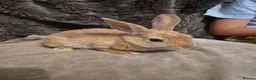 Mixed Breed rabbits for sale: 5 Cute Baby Lionhead X Rabbits - Advert 7