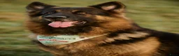 German Shepherd dogs for stud: Long haired german shepherd for stud - Advert 7