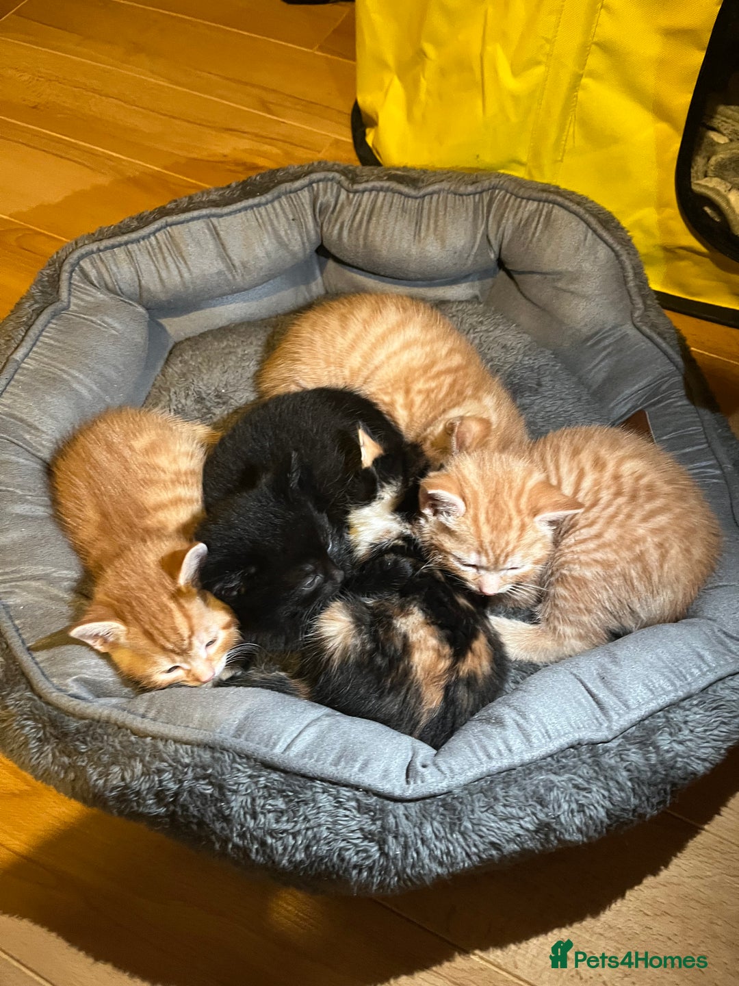 Mixed Breed cats for sale: 🐾 Adorable Litter of 5 Playful Kittens  - Image 3