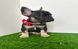 French Bulldog dogs for sale: 5 French bulldog puppy’s  - Image 11