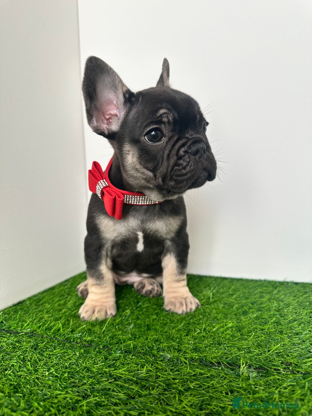 French Bulldog dogs for sale: 5 French bulldog puppy’s  - Image 11