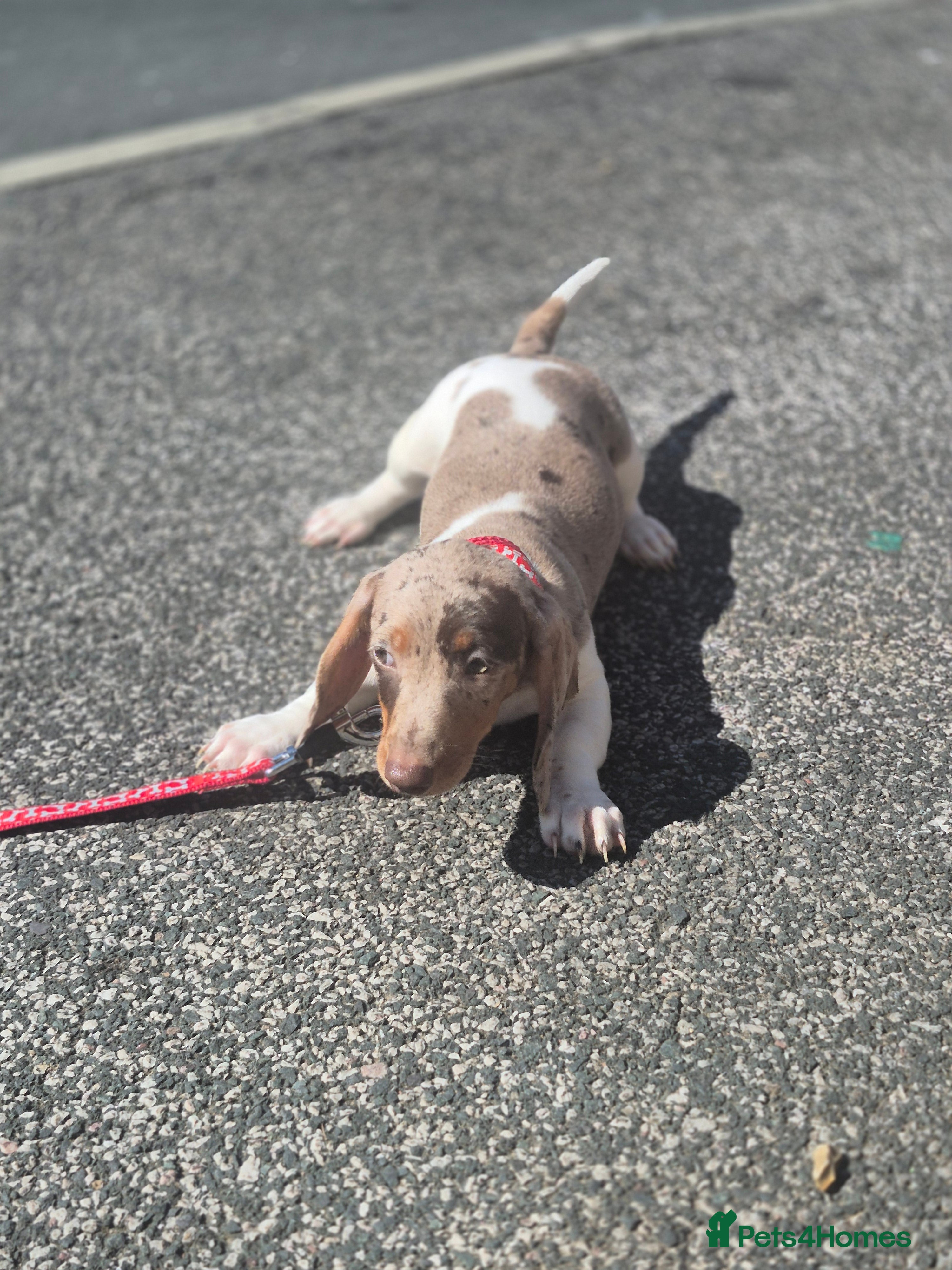 Dachshund dogs Chocolate & Tan Miniature Dachshund plus more - Advert 1