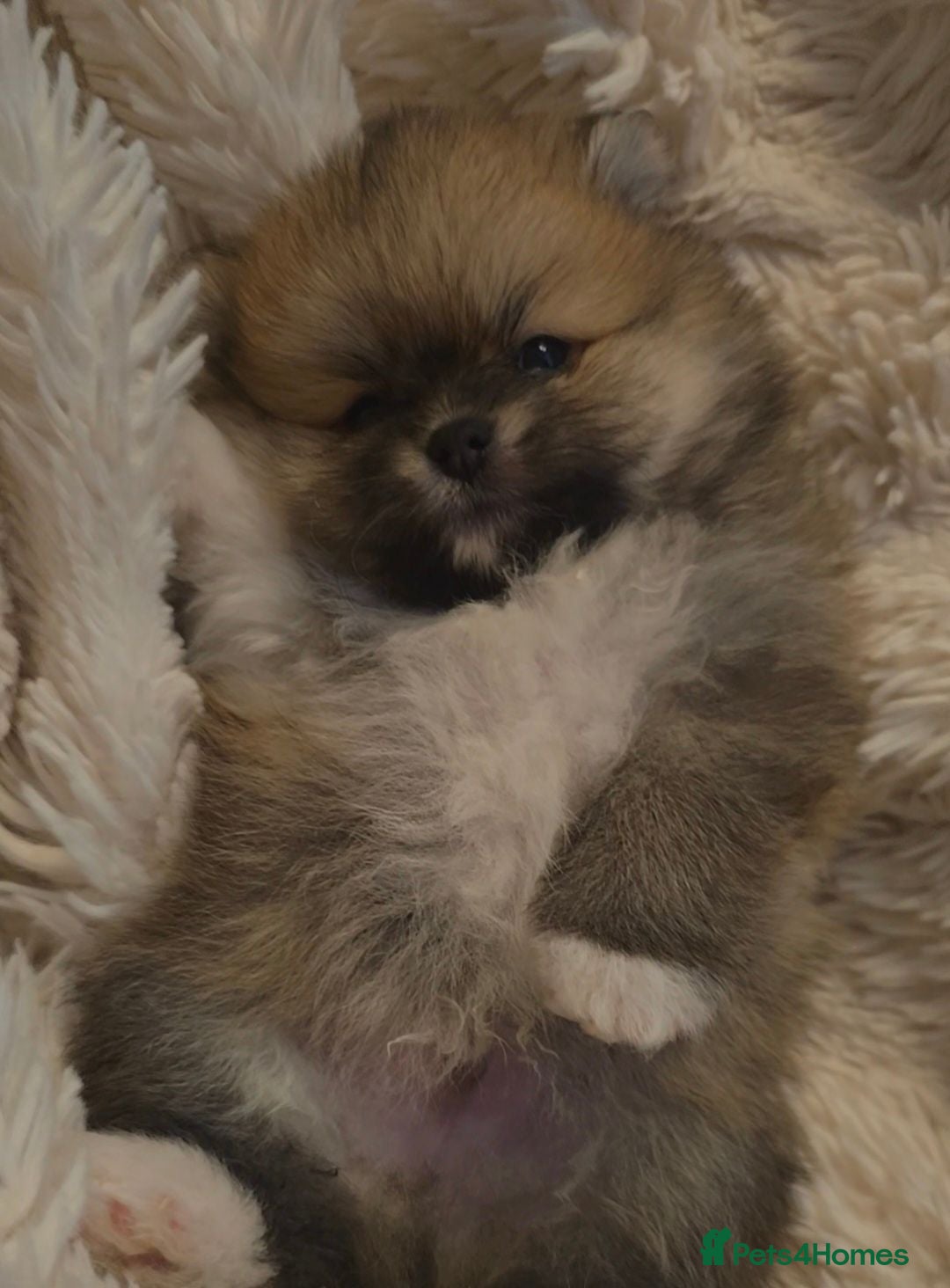 Pomeranian dogs Now only 3 teddy bears! 🐾 🐾 🐾  - Advert 2