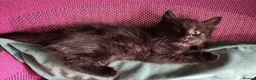 Mixed Breed cats for sale: Beautiful 🐈‍⬛ kittens x - Advert 6
