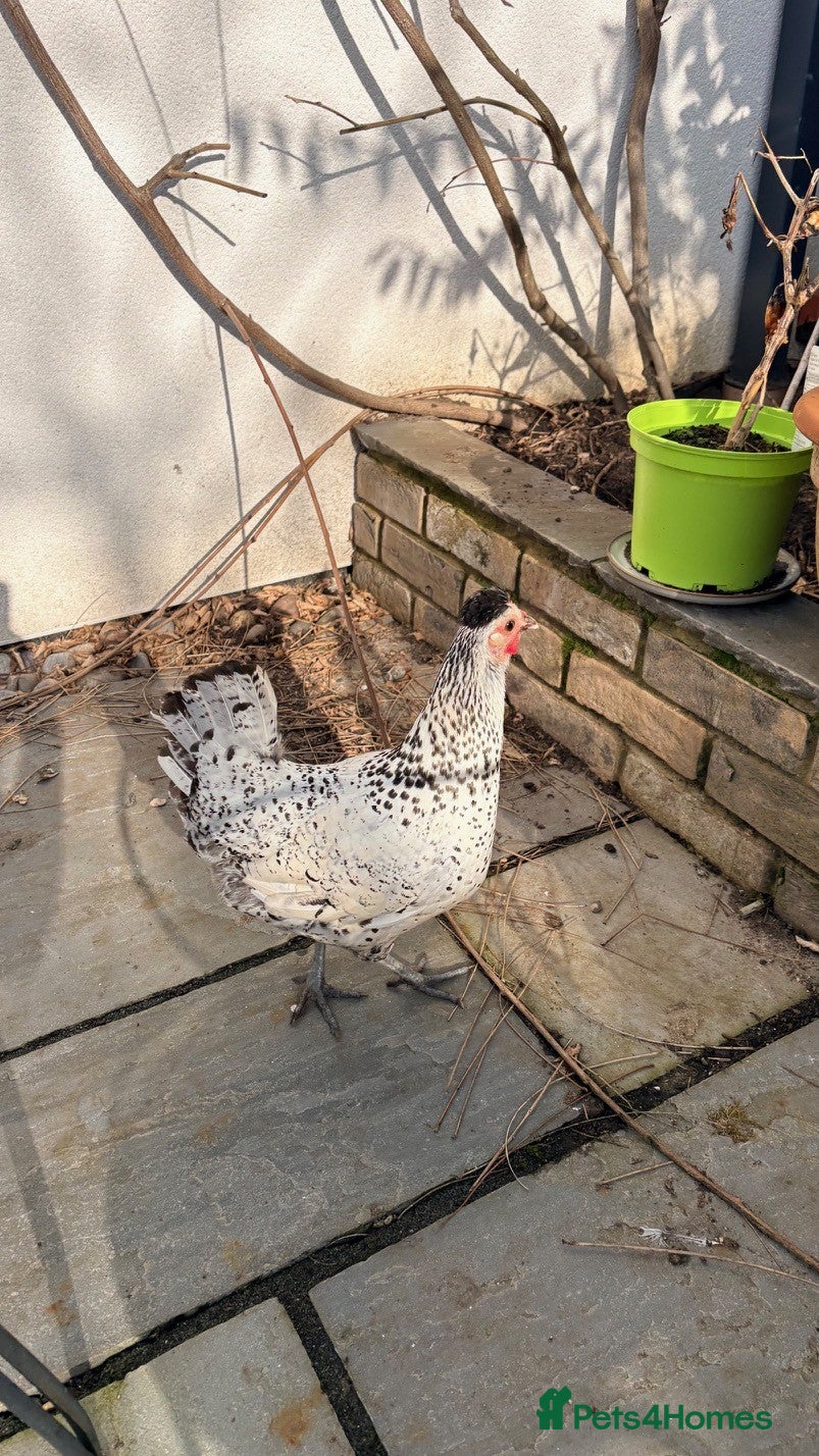 Chickens poultry Silver Spangled Appenzeller Spitzhauben bantam - Advert 9