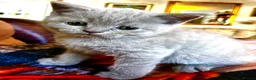 Scottish Fold cats for sale: 5 Scottish Fold Kittens for sale - Advert 10