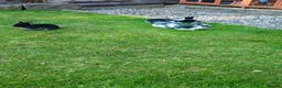 Mini Lion Lop rabbits for sale: Mini Lion Lop - Advert 6