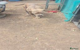 American Bull Staffy dogs for sale: ‼️No more time wasters‼️ - Image 5
