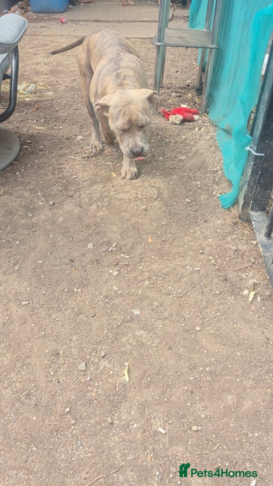 American Bull Staffy dogs for sale: ‼️No more time wasters‼️ - Image 5