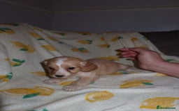 Cockapoo dogs for sale: Beautiful Cockapoo pups - Image 5