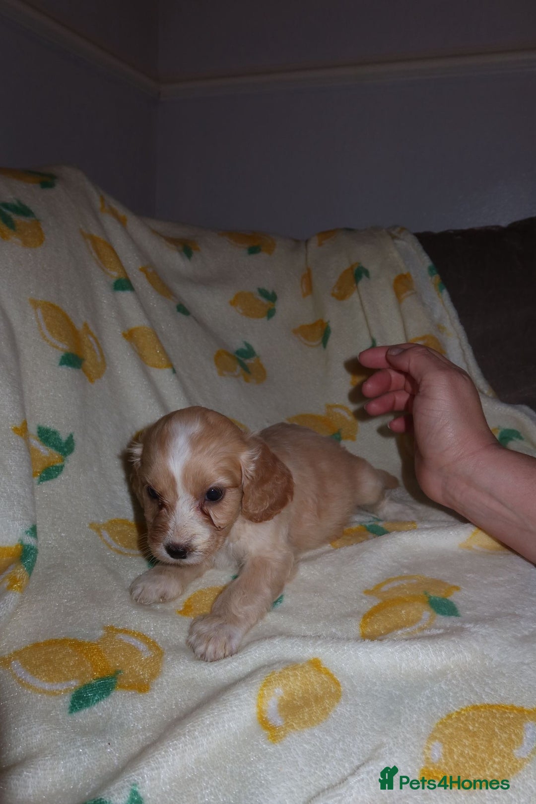 Cockapoo dogs for sale: Beautiful Cockapoo pups - Image 5
