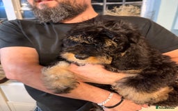 Cavapoo dogs for sale: Gorgeous Black and Tan F1B Cavapoos - Image 1