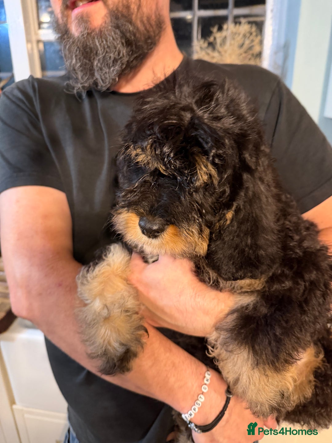 Cavapoo dogs for sale: Gorgeous Black and Tan F1B Cavapoos - Image 1