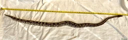 Python Snake reptiles for sale: Female royal/ball python - Advert 4