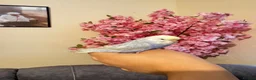 Budgerigars birds for sale: Tamed budgies  - Advert 4