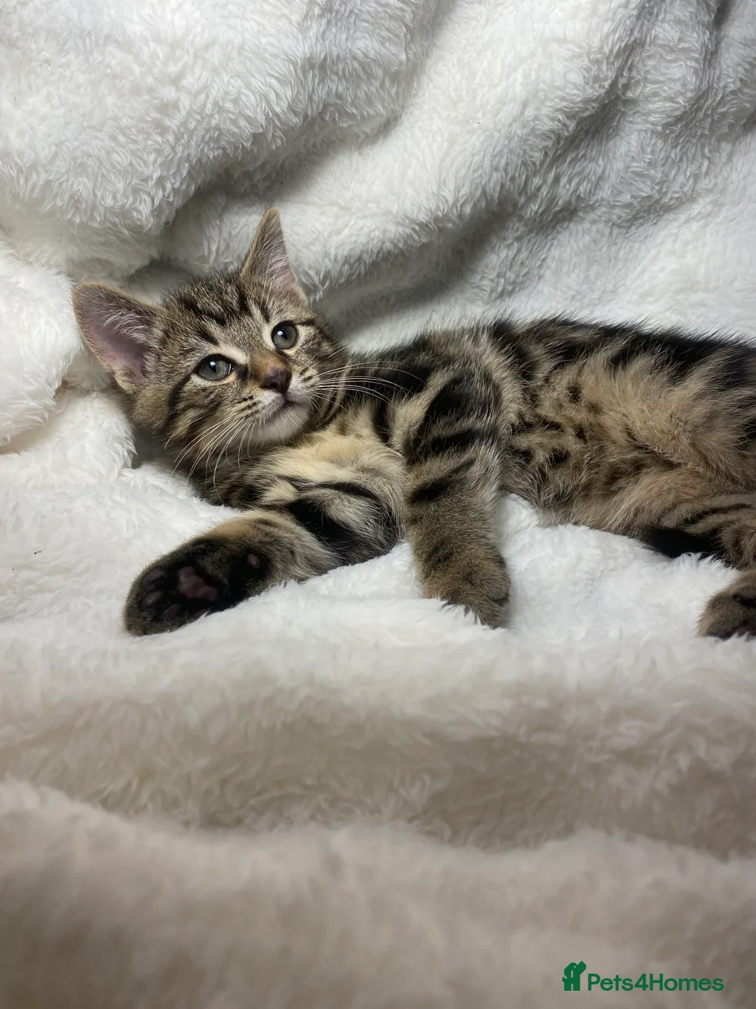 Mixed Breed cats for sale: Adorable Kitten Awaiting His Forever Home🏡 - Advert 6