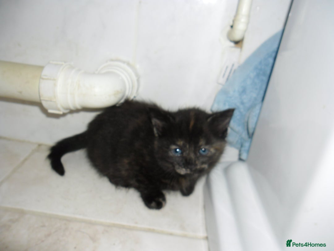 Mixed Breed cats for sale: 8 BEUTIFUL KITTENS FOR SALE - Image 14