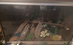 Boa Snake reptiles for sale: Brother and sister with tanks  - Advert 4