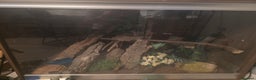 Boa Snake reptiles for sale: Brother and sister with tanks  - Advert 4