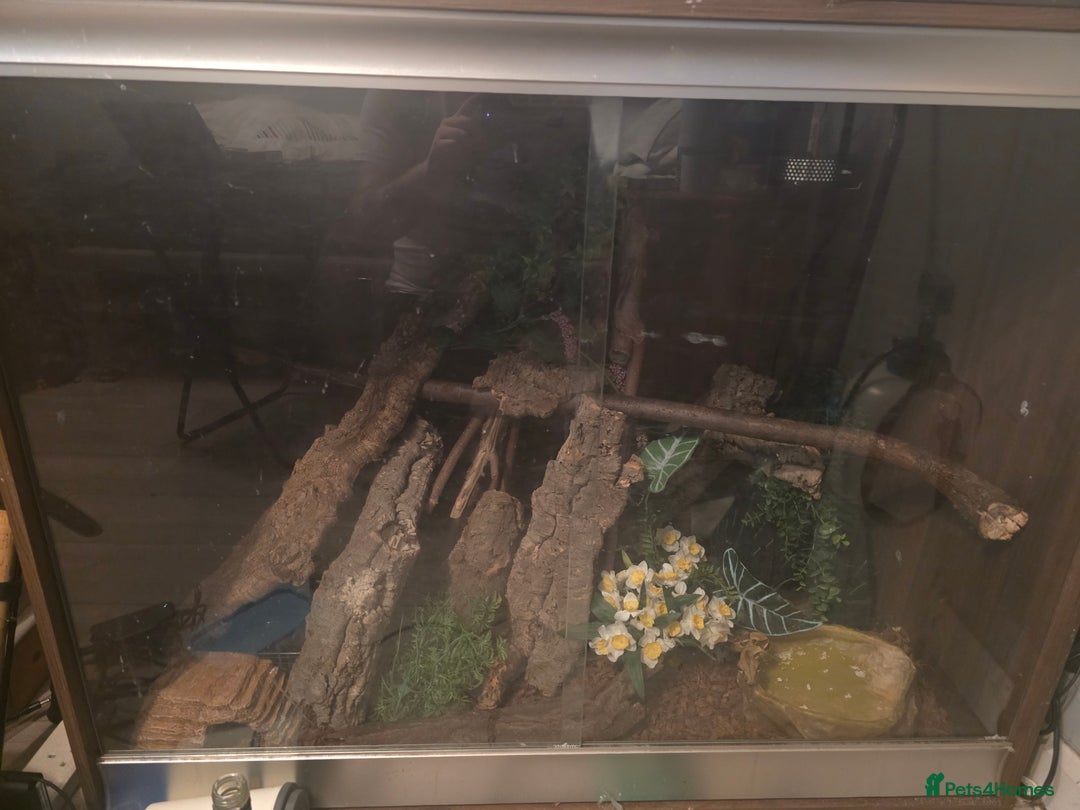 Boa Snake reptiles for sale: Brother and sister with tanks  - Advert 4