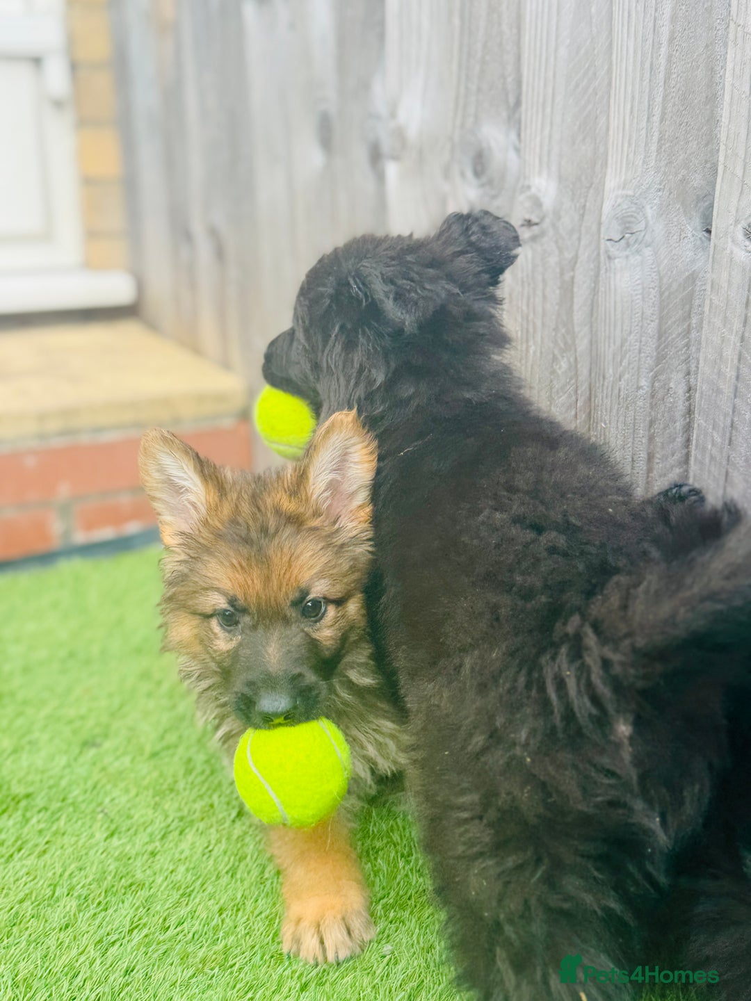 Mixed Breed dogs for sale: G.Sehepherd&white swiss Shepherd long coat puppies - Image 6