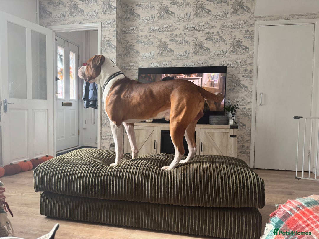 Mixed Breed dogs for sale: Boysie - Advert 19