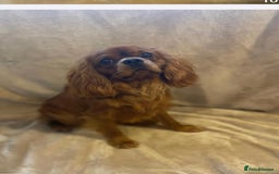 Cavalier King Charles Spaniel dogs for sale: 🐶5 generation kc registered tiny cavalier🐶 - Image 12