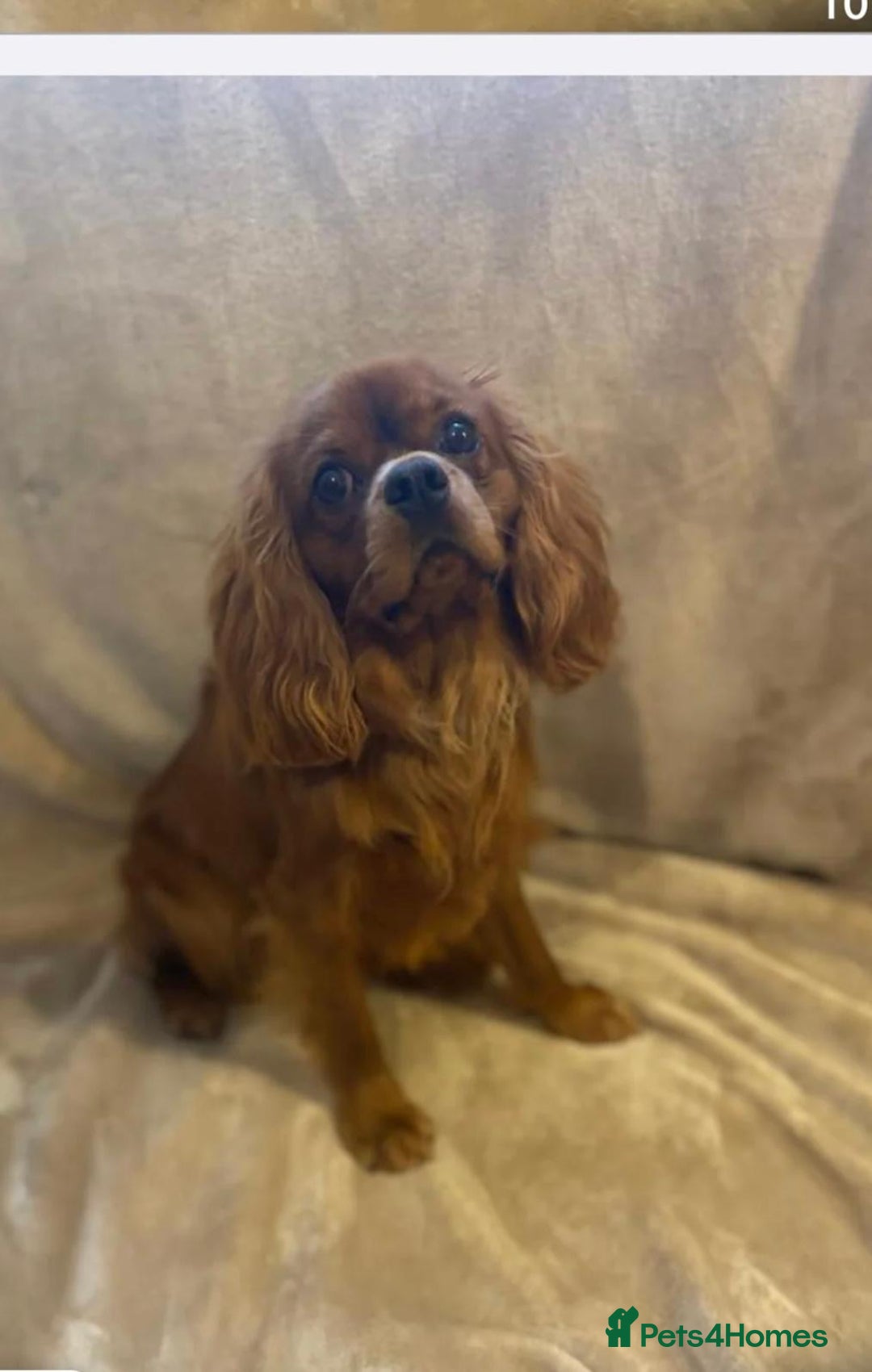 Cavalier King Charles Spaniel dogs for sale: 🐶5 generation kc registered tiny cavalier🐶 - Image 12