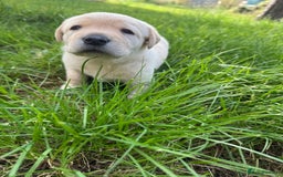Labrador Retriever dogs for sale: KC health tested Labrador Pups  - Image 4