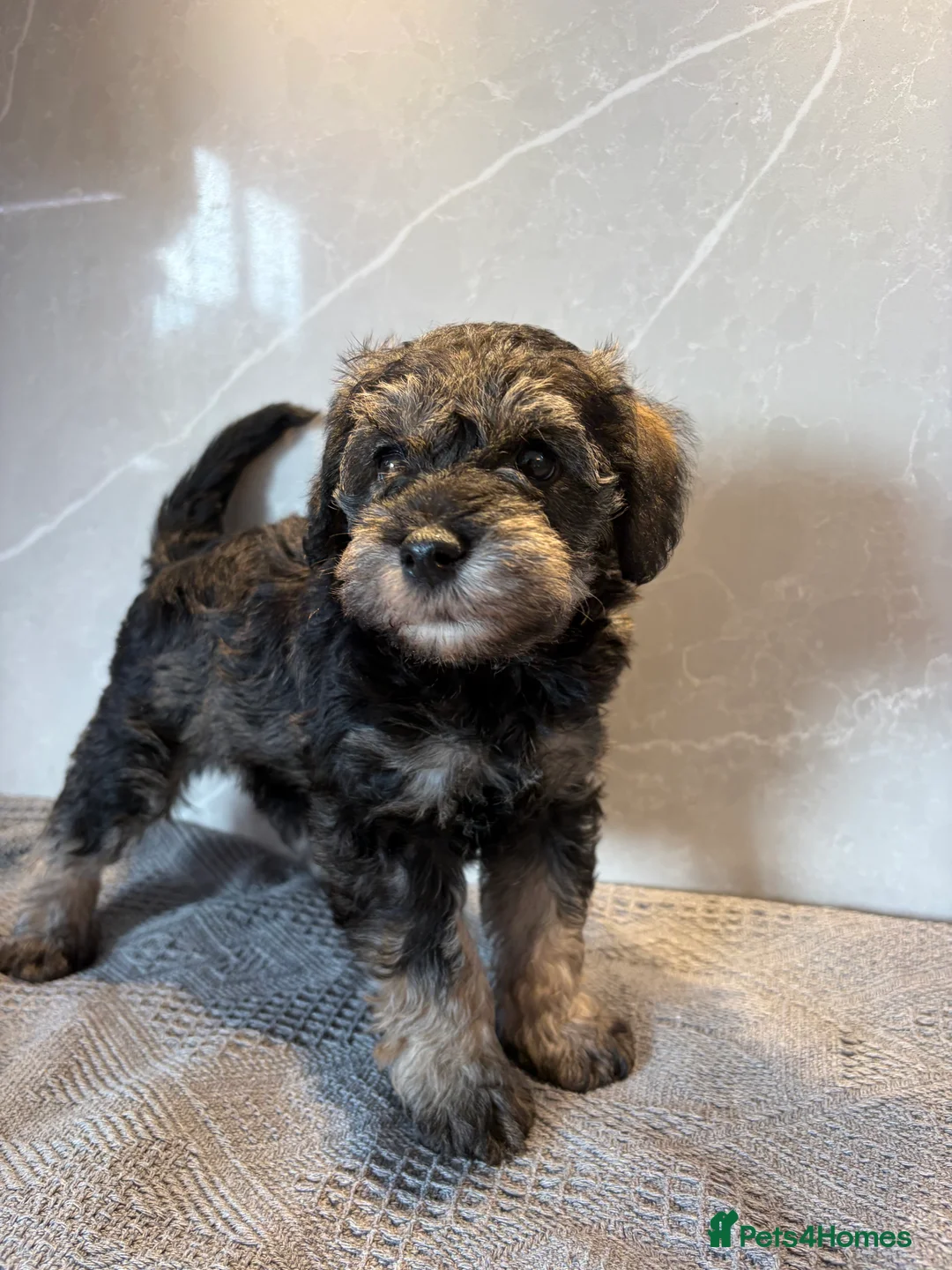 Schnoodle dogs for sale: Never been seen before Toy Schnoodles - Advert 2