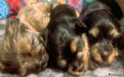 Shorkie dogs for sale: Beautiful Shorkie puppies for sale - Image 1