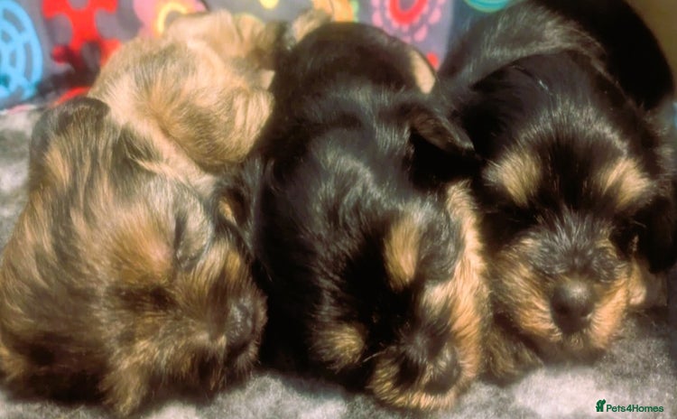 Shorkie dogs - Advert 1