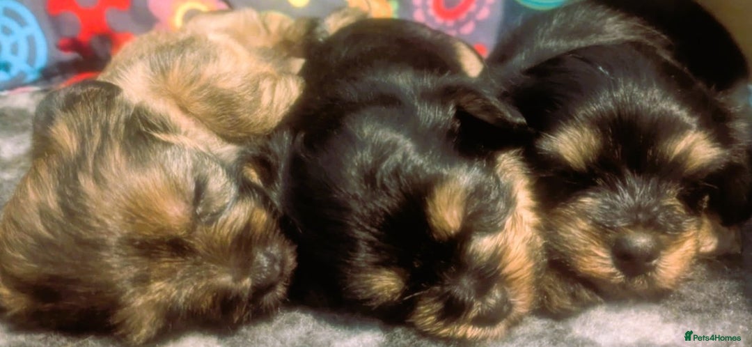 Shorkie dogs for sale: Beautiful Shorkie puppies for sale - Image 1