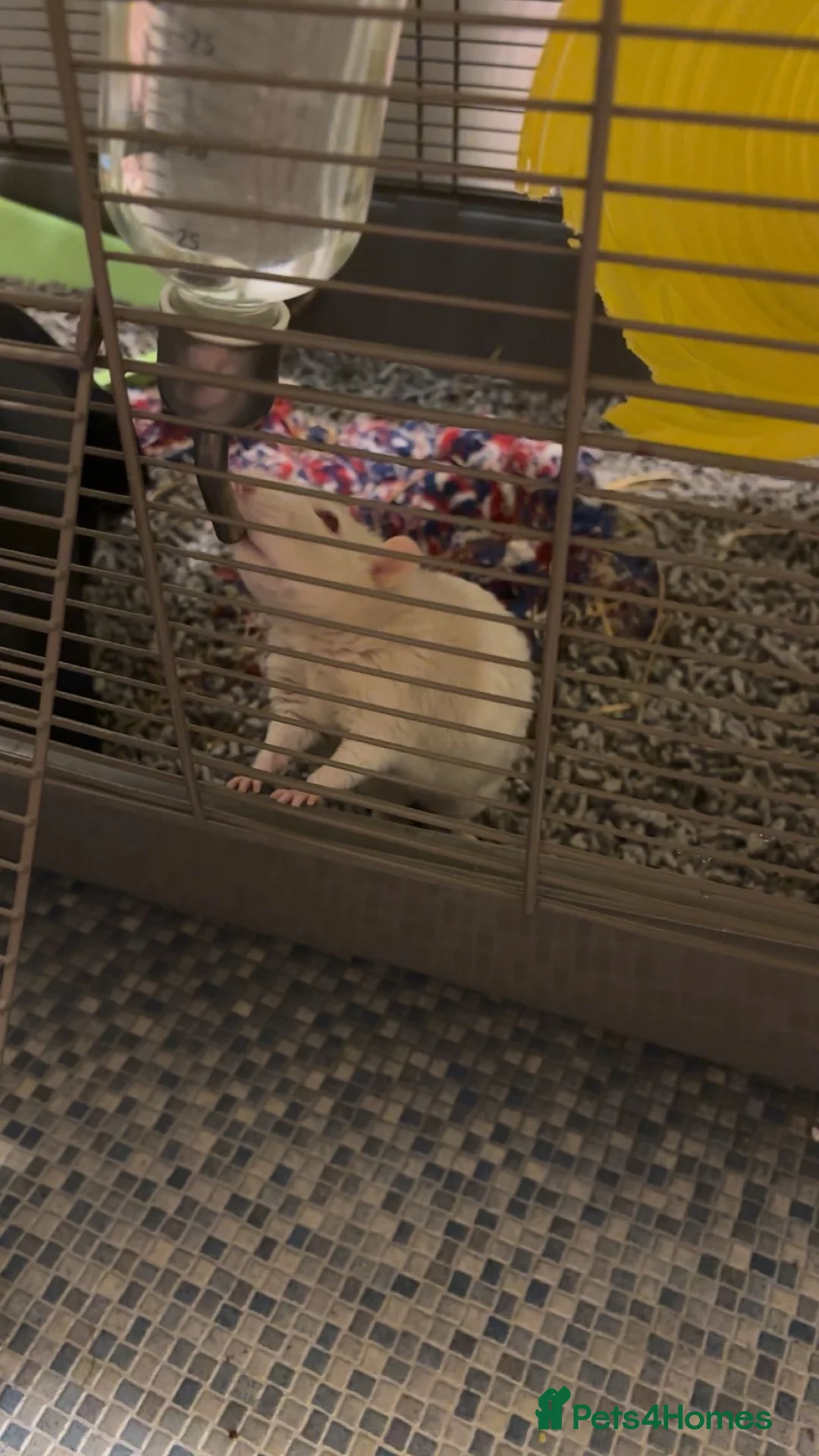 Rat rodents for sale: Loving Home Needed for Male Albino Rat in Glasgow - Advert 2