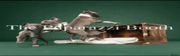 Italian Greyhound dogs for sale: Kc registered Italian greyhound pups  - Advert 2