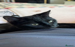 Mixed Breed cats for sale: Rehoming my male cat due to no fault of his own - Advert 1