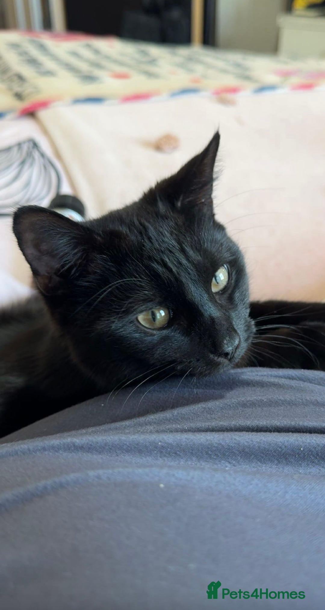 Mixed Breed cats for sale: Rehoming my male cat due to no fault of his own - Advert 1