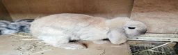 Mini Lop rabbits for sale: Mini Lop Bunnies - Advert 15