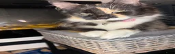 Mixed Breed cats for sale: Beautiful ginger Maincoon mix  - Advert 2