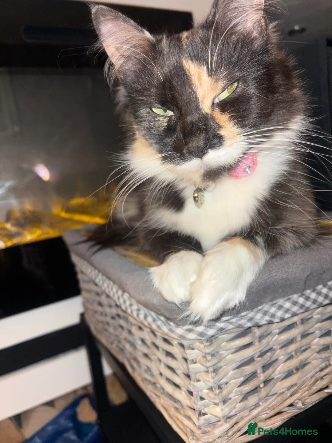 Mixed Breed cats for sale: Beautiful ginger Maincoon mix  - Advert 2