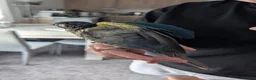 Conures birds for sale: Green cheeked Conure - Advert 4