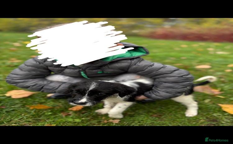 English Springer Spaniel dogs Springer spaniel - Advert 7