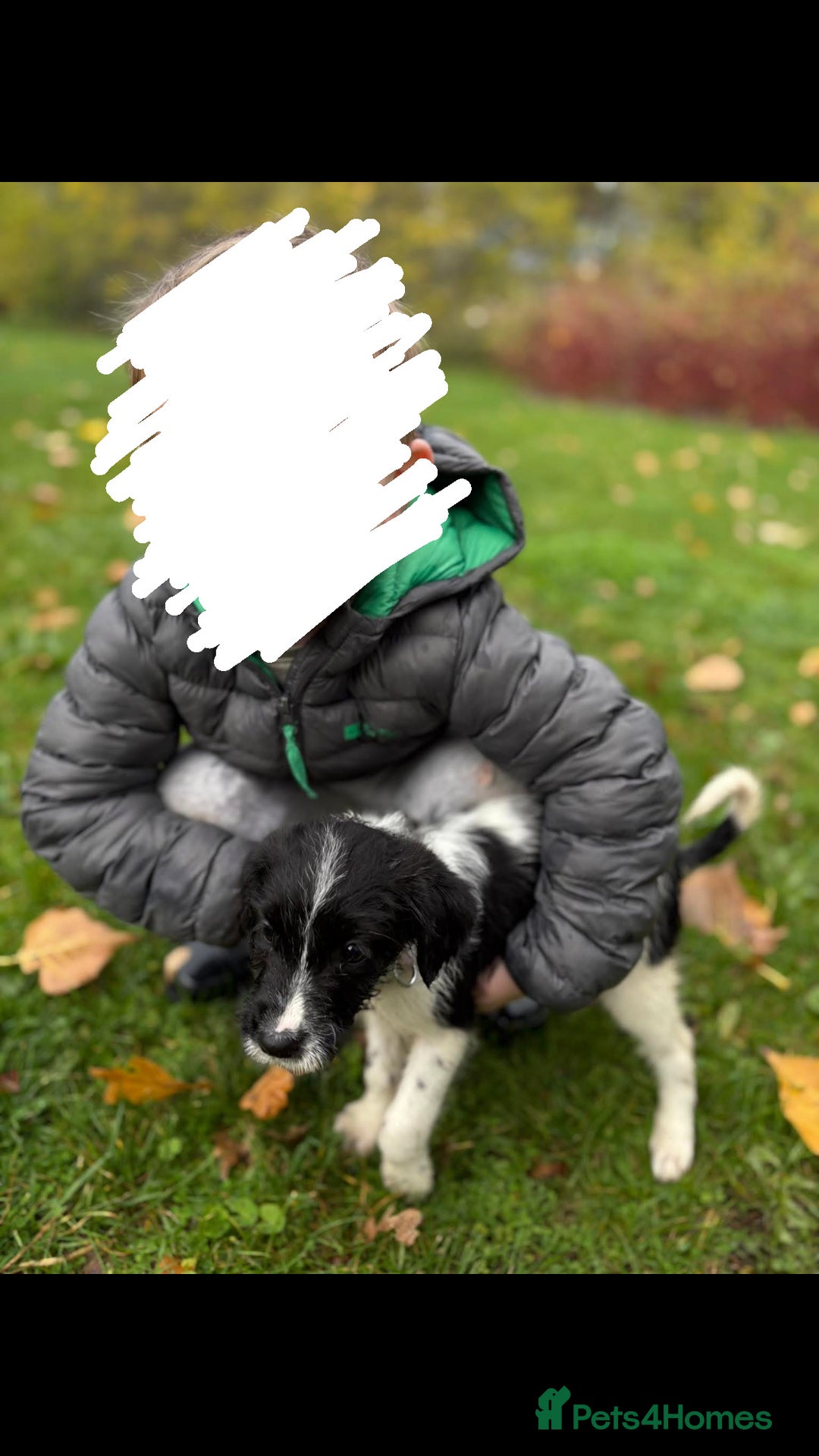 English Springer Spaniel dogs for sale: Springer spaniel - Advert 1