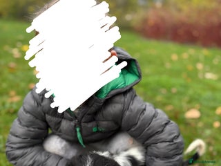 English Springer Spaniel dogs for sale: Springer spaniel - Advert 1