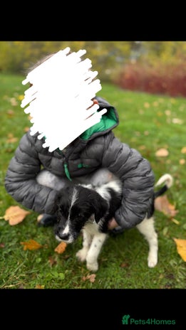 English Springer Spaniel dogs Springer spaniel - Advert 1