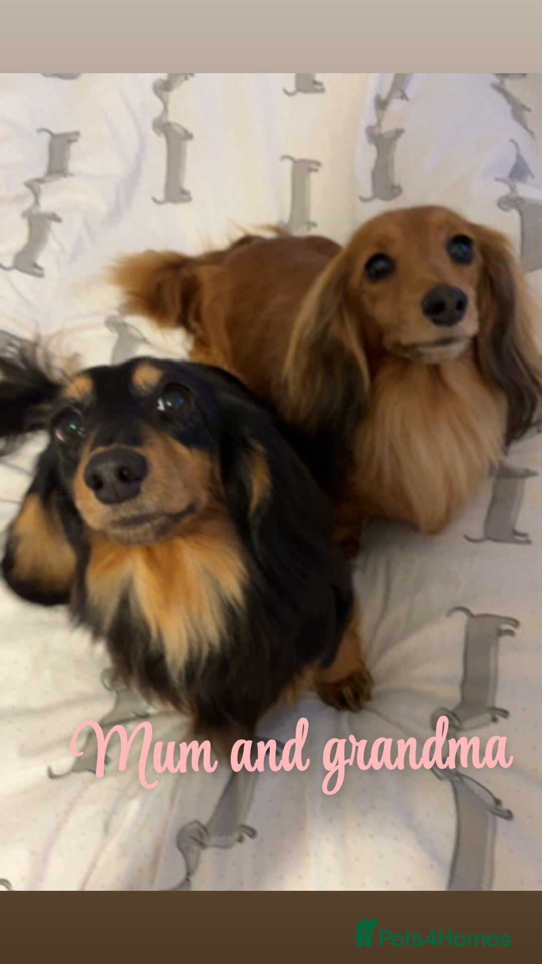 Miniature Dachshund dogs for sale: Beautiful KC Miniture long haired dachshund girl  - Advert 4