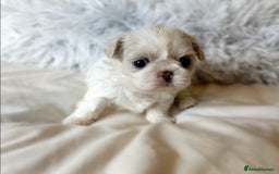 Shih Tzu dogs for sale: ✨✨Stunning Imperial puppies ✨✨ - Image 8